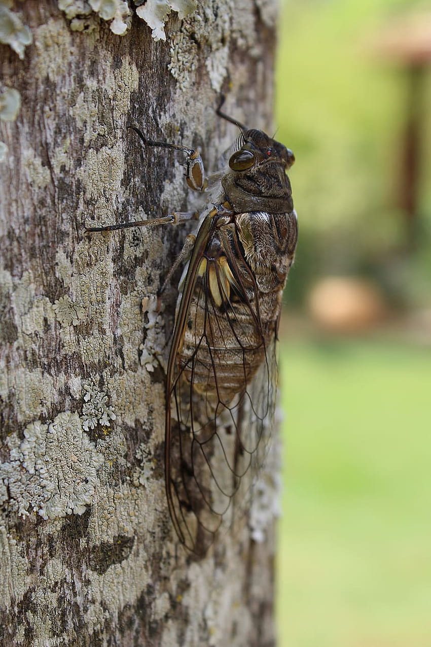 cicadas HD phone wallpaper