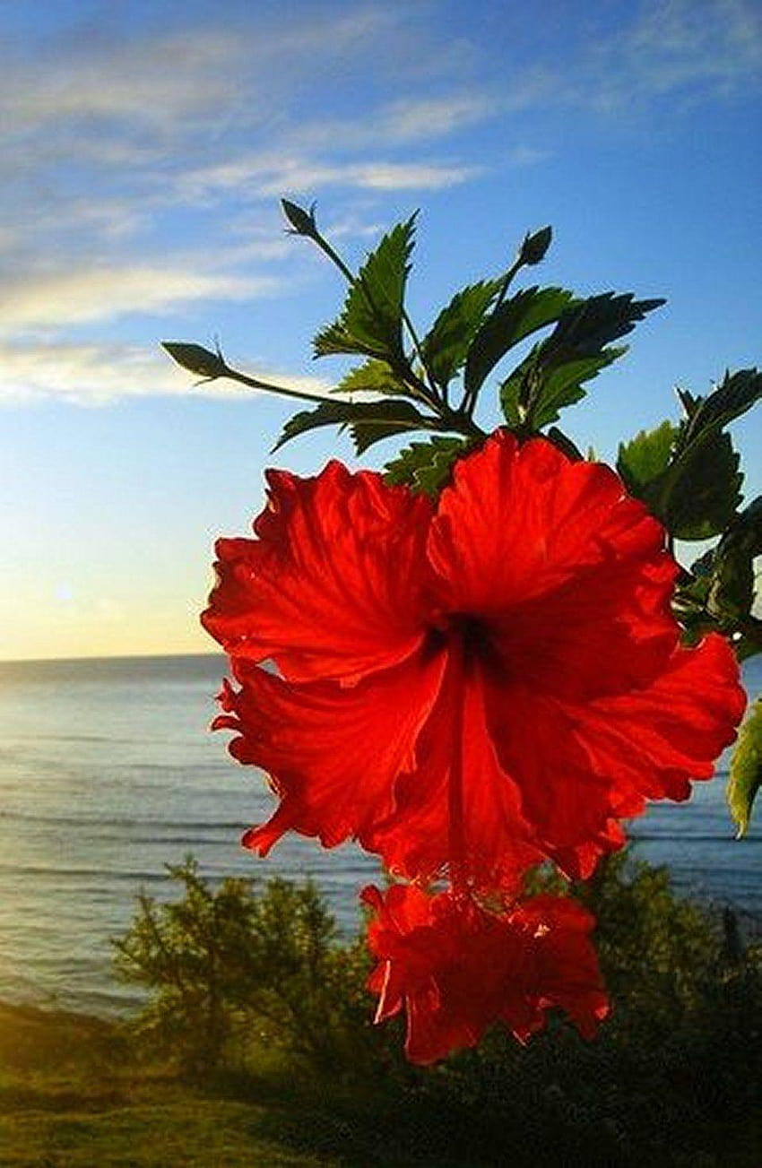 Tours of Distinction on Hawaii Flowers, hawaiian punch hibiscus HD phone wallpaper
