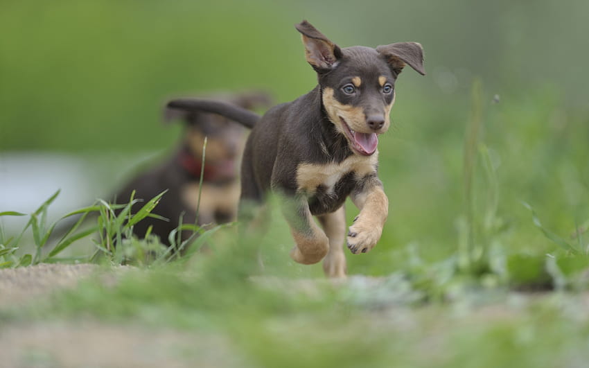 Australian Kelpie, running dog, puppy, dogs, lawn, cute animals, black dog, pets, Australian Kelpie Dog with resolution 3840x2400. High Quality HD wallpaper