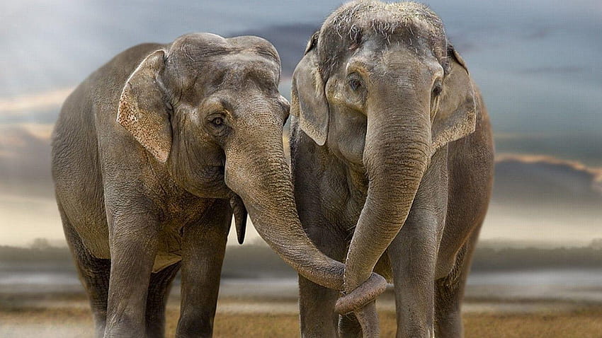 It's World Elephant Day! HD wallpaper