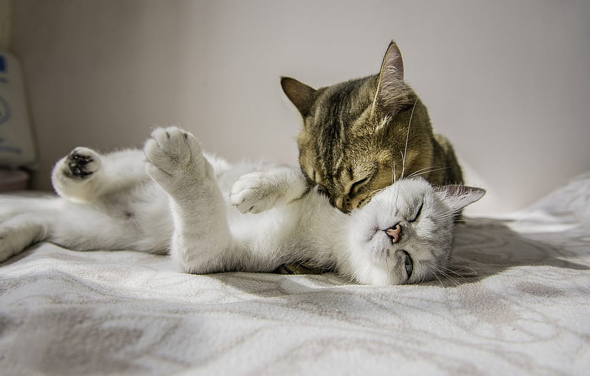 cat, cat, love, cats, a couple, Desdemona, Othello , section кошки, cat lover HD wallpaper
