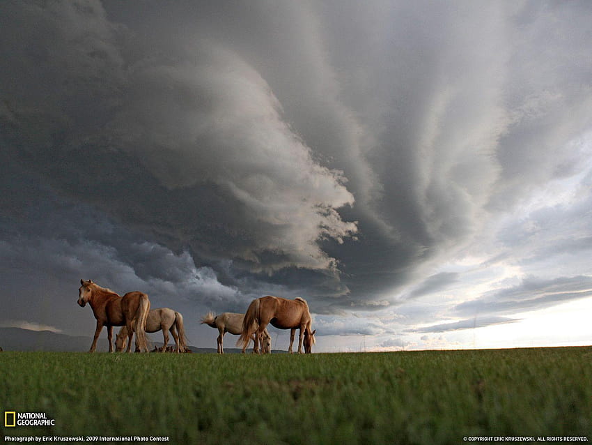 Chevaux au pâturage , Paysage – National Geographic, Mongolie Fond d'écran HD