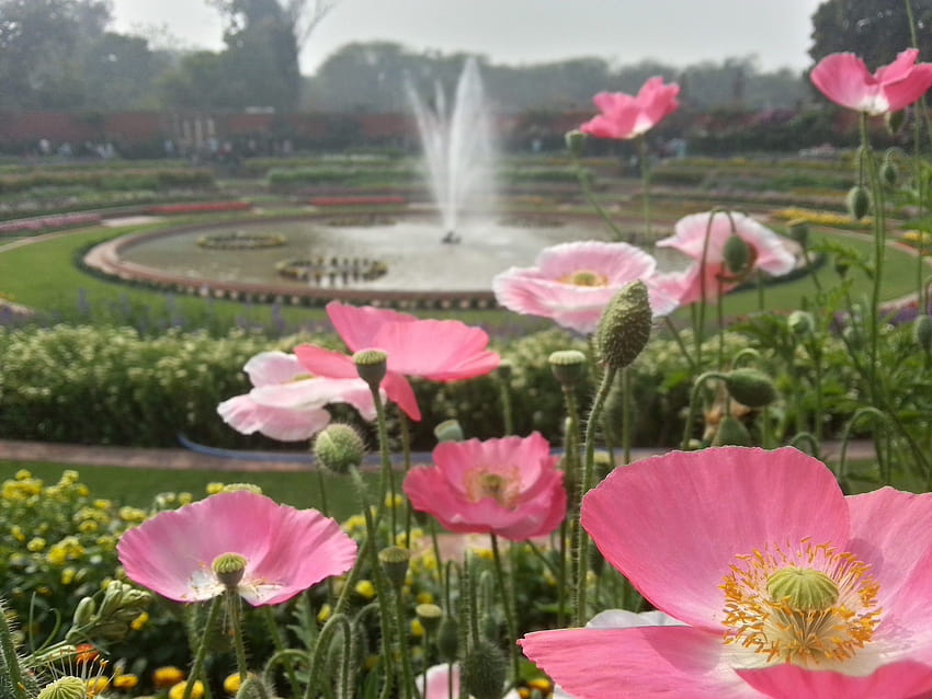EN: Los coloridos Jardines Mughal se abrirán pronto al público. Amantes de las flores ¿Listos?, jardines fondo de pantalla