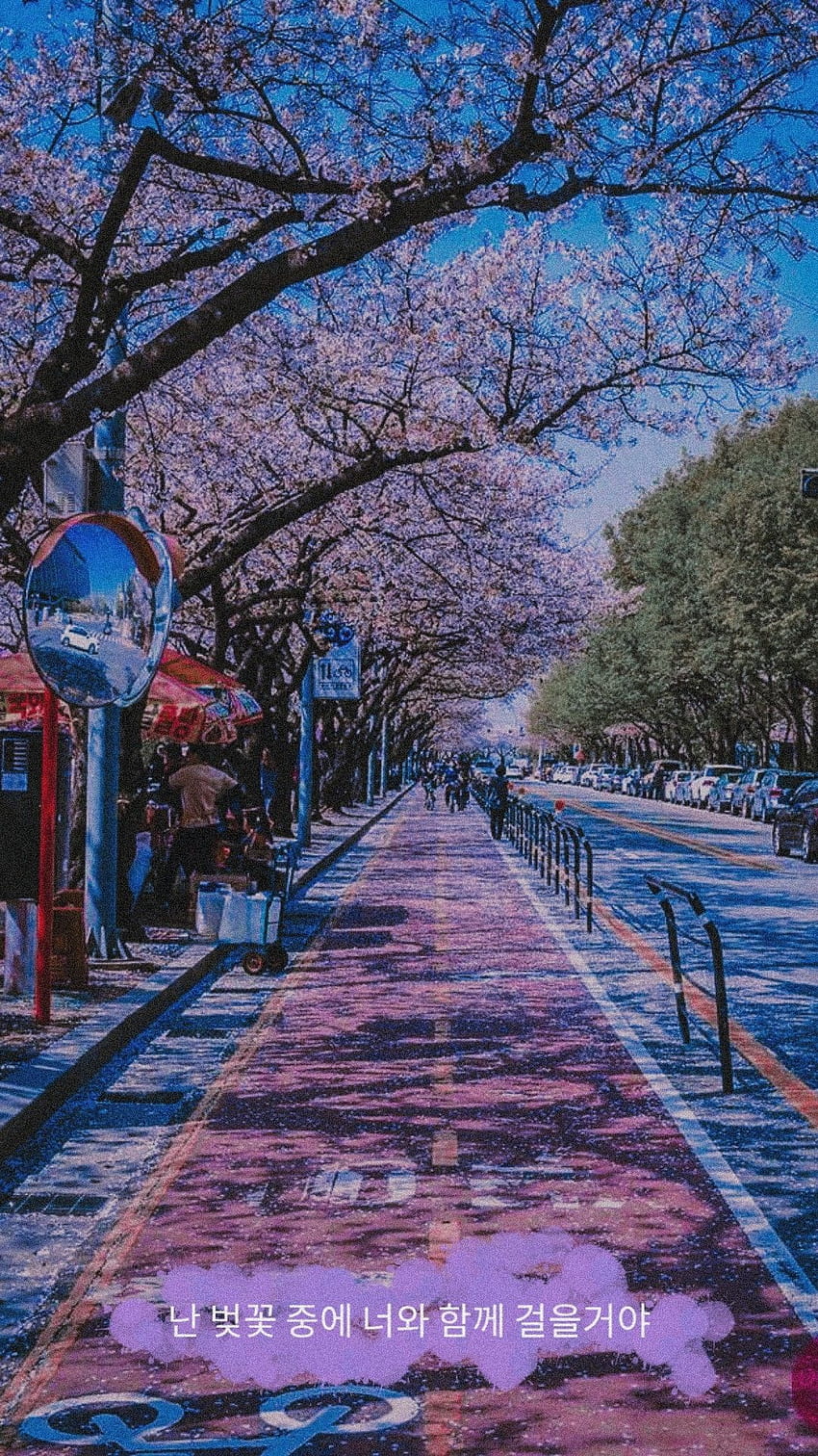 бунга сакура, Корея, корейски вишнев цвят HD тапет за телефон