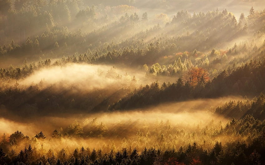 nature landscape mist sunrise fall forest sun rays trees, misty morning forest sunrays HD wallpaper