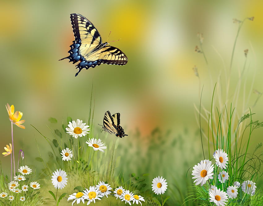 Two Tiger Swallowtail butterflies hovering over white daisy, daisies and butterflies HD wallpaper