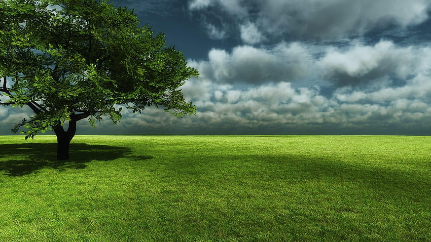 Lonely Tree In The Grassland, grasslands HD wallpaper