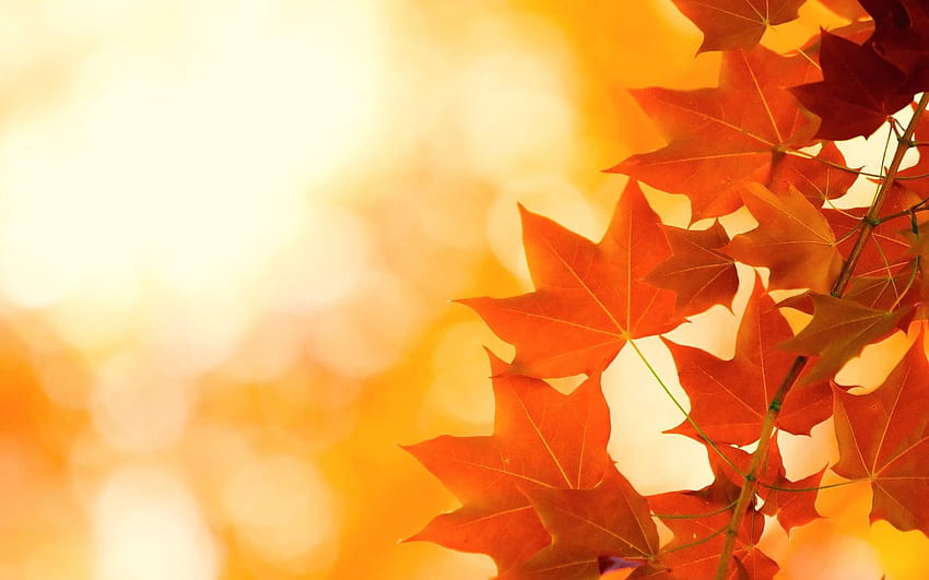 Oak leaves during golden hour, falling oak leaves HD wallpaper