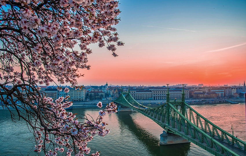 橋、川、木、家、春、開花、ハンガリー、ブダペスト、セクション город、ブダペストの春 高画質の壁紙