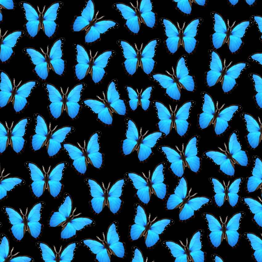 Fundos transparentes do iPhone Emoji de borboleta azul Papel de parede de celular HD
