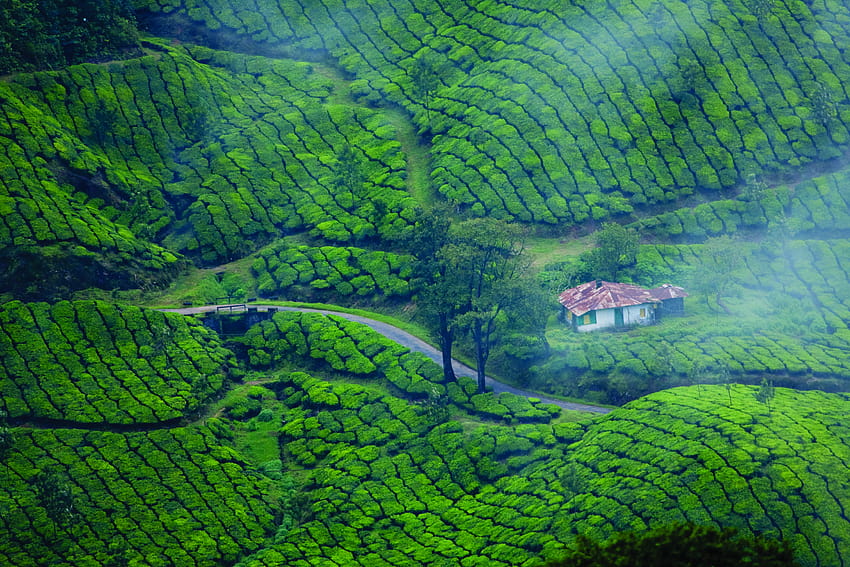 Bukit dan stasiun bukit Kerala, munnar Wallpaper HD