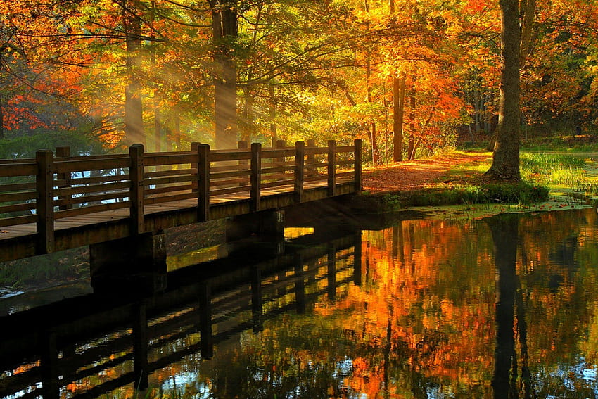 Leaves park alley trees forest autumn walk r nature river water, forest ...