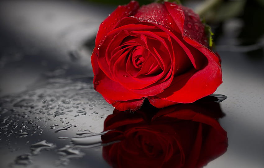 water, drops, reflection, rose, Bud, red, scarlet , section цветы, rose reflections HD wallpaper