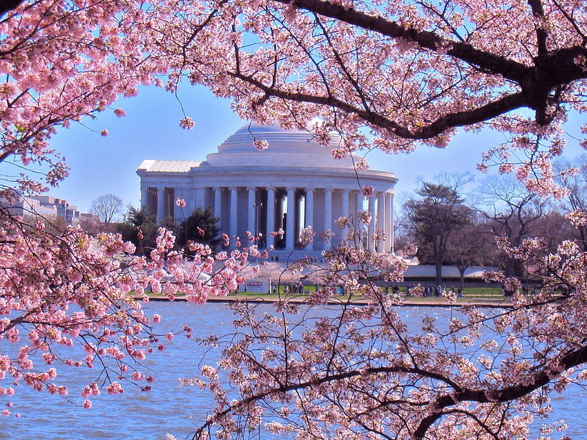 Вашингтон окръг Колумбия Cherry Blossom, Вашингтон пролет HD тапет