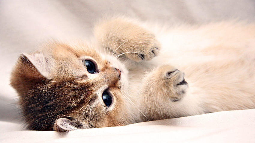 6 Cute Japanese Kitten, kawaii kittens HD wallpaper