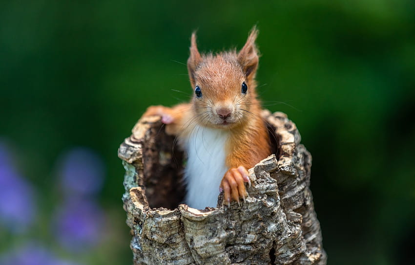 nature, pose, stump, baby, protein, rodent, St., squirrel , section животные, baby squirrel HD wallpaper