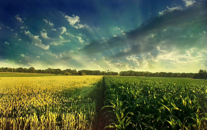 Corn Field, cornfield HD wallpaper