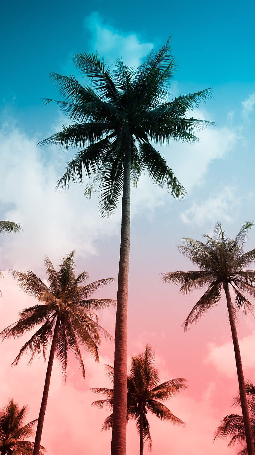Palm for your iPhone XS from Vibe app, summer vibes HD phone wallpaper |  Pxfuel