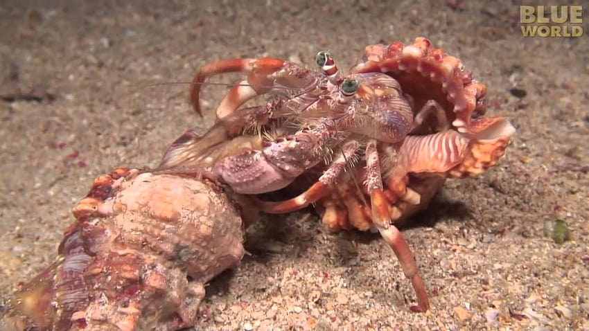 Most viewed Hermit Crab HD wallpaper