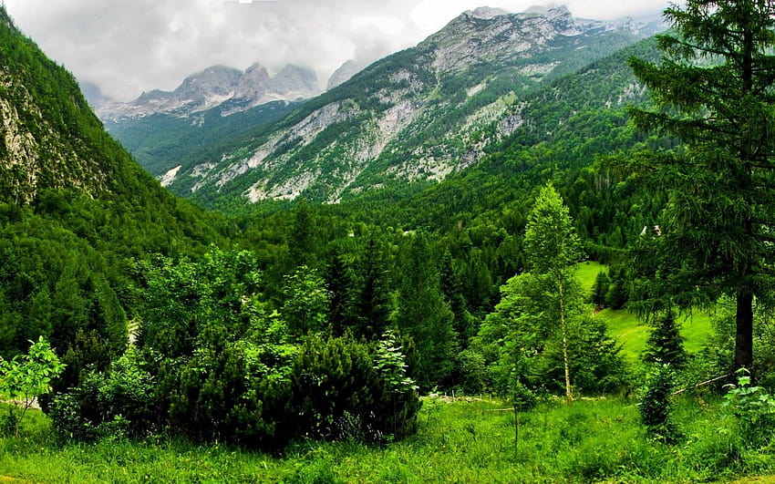Foresta verde accanto a bellissime montagne, montagna della foresta Sfondo HD