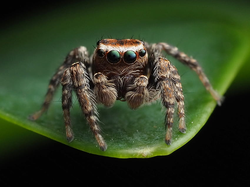of Hoy&Jumping Spider, african jumping spider HD wallpaper