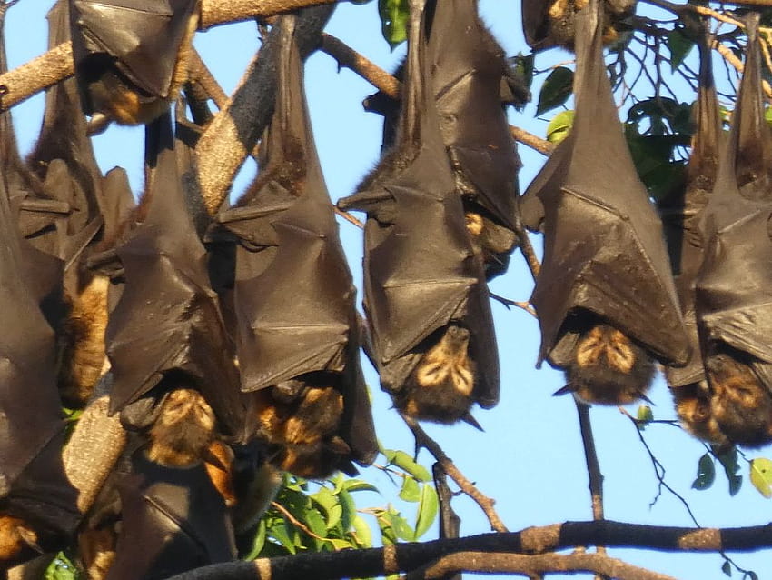 Spectacled Flying Fox – Epic Odyssey, flying foxes HD wallpaper