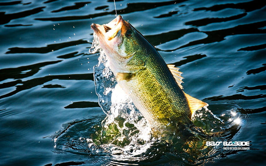 Bass Fishing per iPhone, trote iphone Sfondo HD
