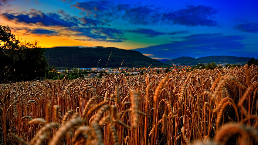 Пшеница, поле, залез, облаци, хълмове, естетическо зърно HD тапет
