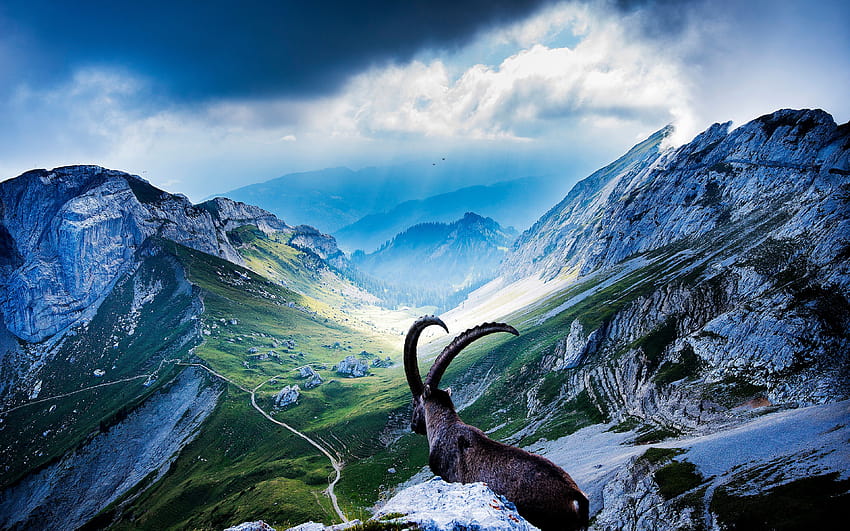 Alpine Ibex HD wallpaper