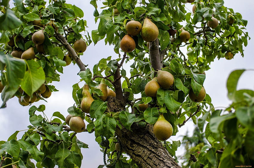 Pear Tree High Quality, pear fruit HD wallpaper