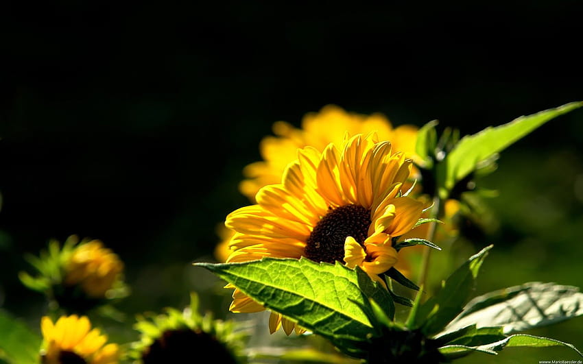 Sunflowers on green HD wallpaper | Pxfuel