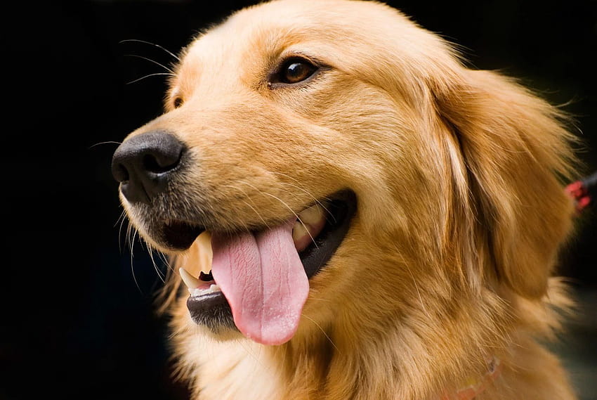 Anjing Golden Retriever 04 Wallpaper HD