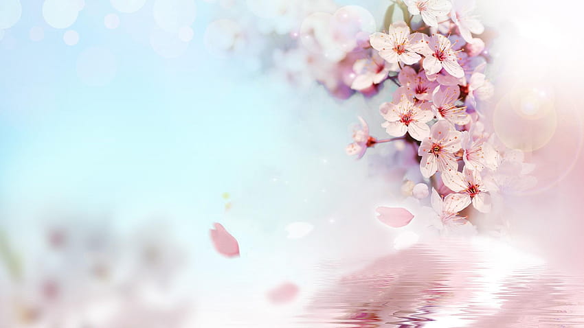 Pfirsichblüten Eins HD-Hintergrundbild