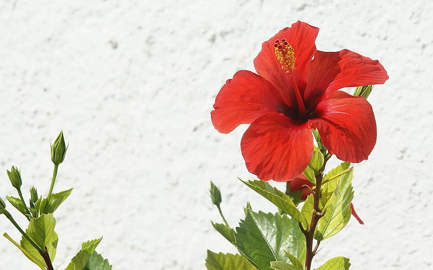 Flor de hibisco rojo fresco fondo de pantalla