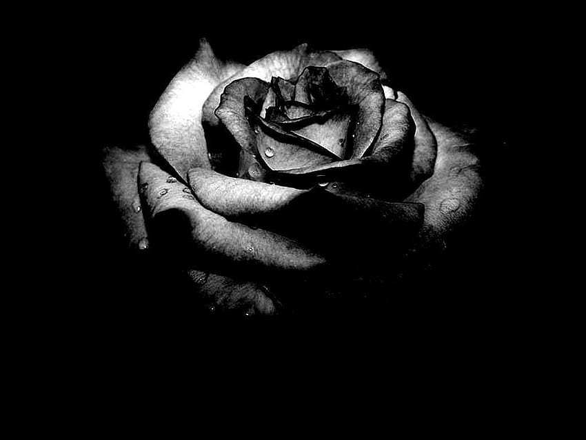 Black Rose Pic, gothic rose HD wallpaper