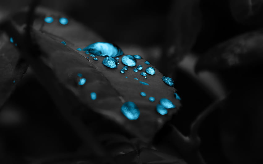 : 2560x1600 px, blue, leaves, water drops 2560x1600, blue leaves HD wallpaper