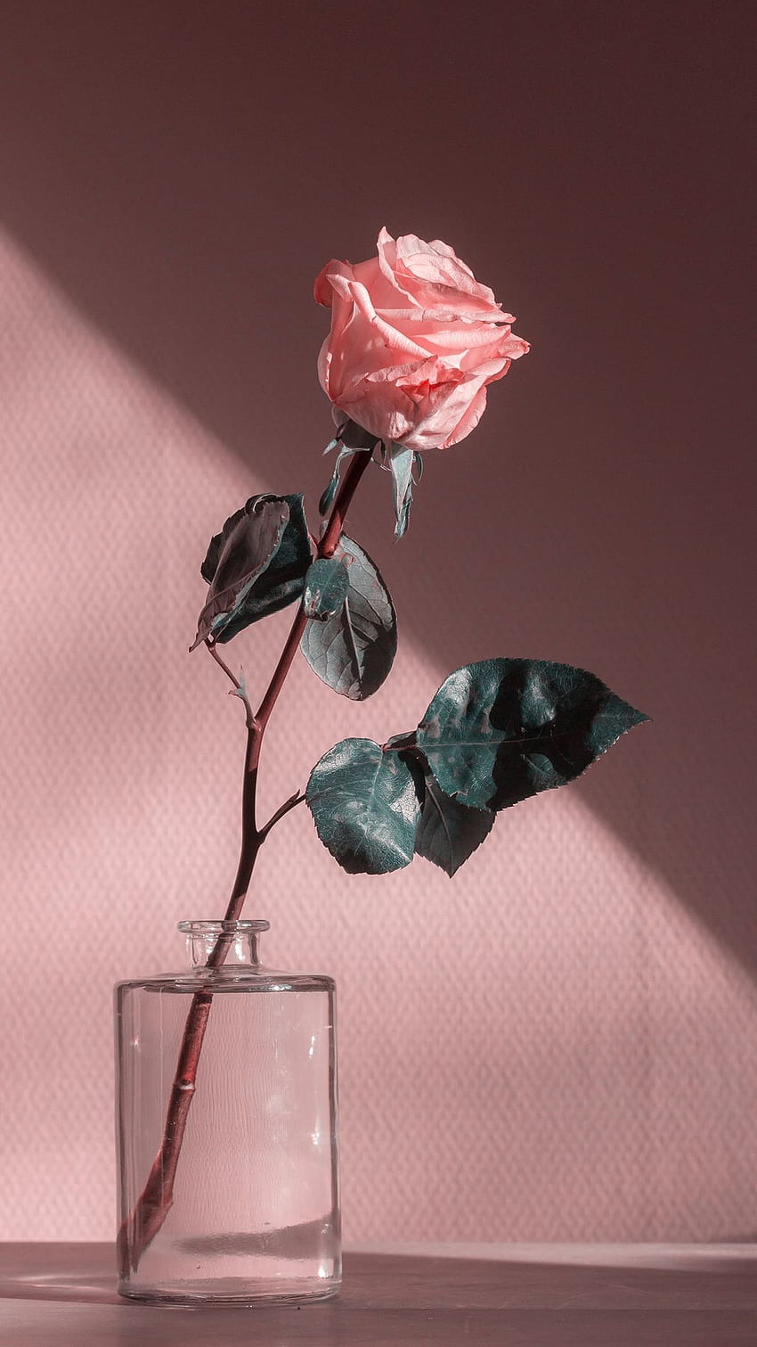 Vintage aesthetic pink rose HD wallpapers | Pxfuel