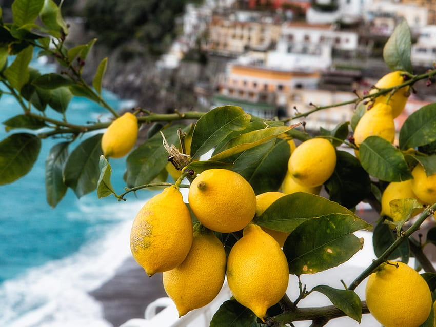 Yang Kami Baca: Menanam Lemon di Pantai Amalfi, Latar Belakang Instagram Wallpaper HD