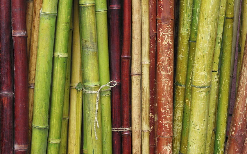 Bamboo Full and Backgrounds, sugarcane HD wallpaper