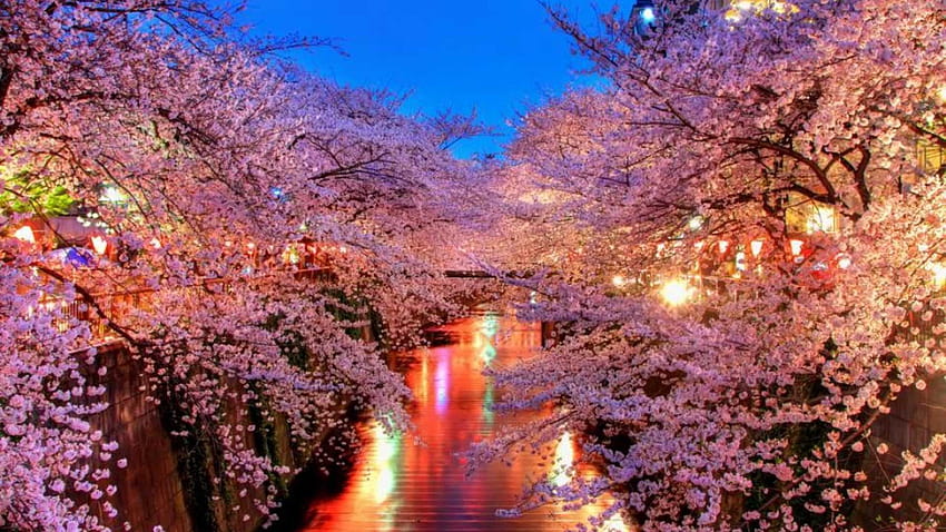 Flor de cerezo japonesa zen fondo de pantalla