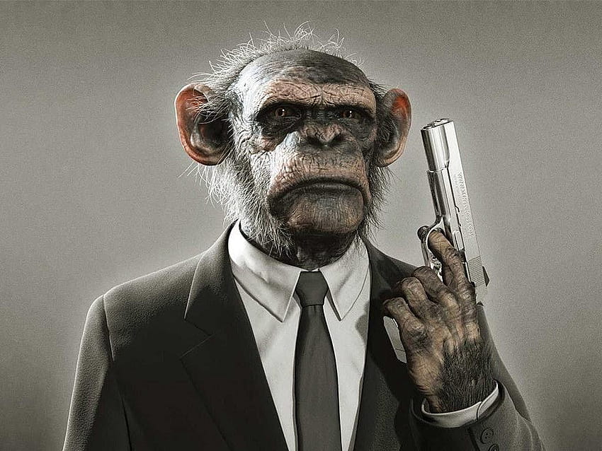 12 Kutipan Monyet. Mengutip Gram, meme monyet Wallpaper HD