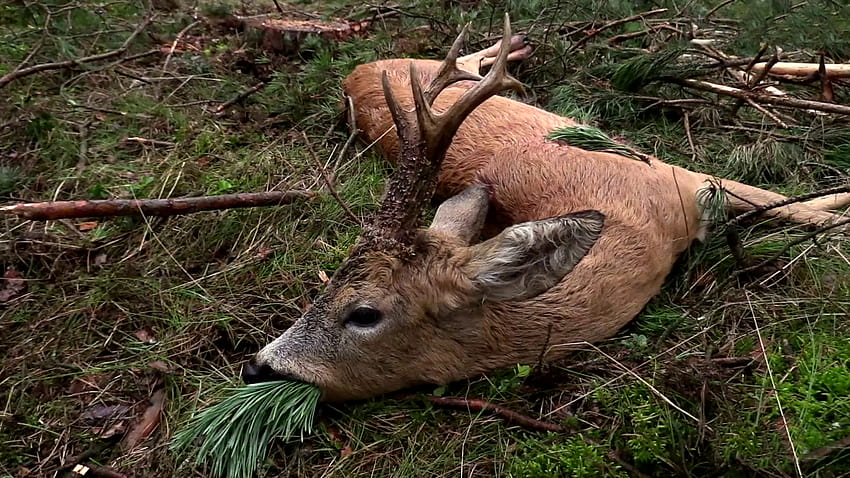 ไฟล์:Killed roe Deer buck Sweden 01.png วอลล์เปเปอร์ HD