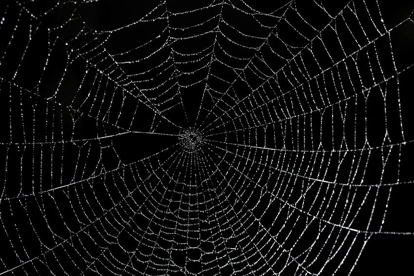 Spinnennetz, schwarze Spinne HD-Hintergrundbild