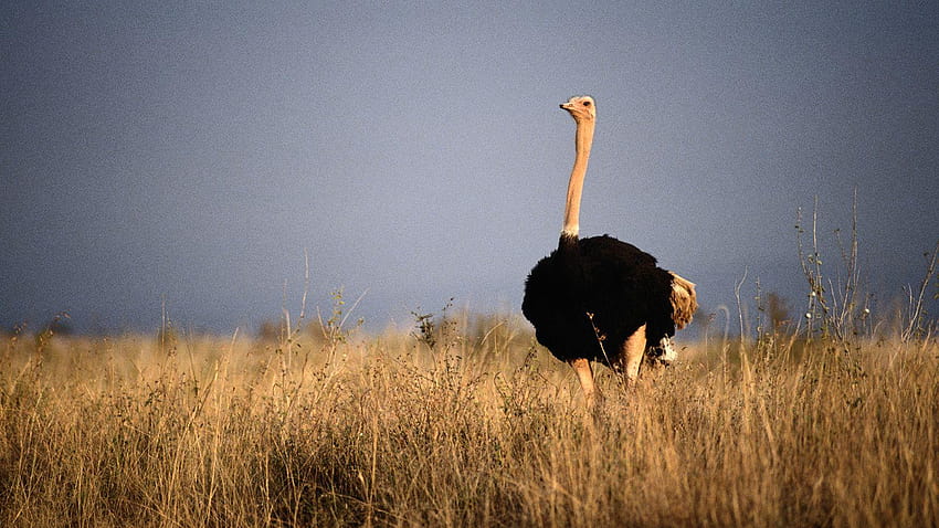 Ostrich HD wallpaper | Pxfuel