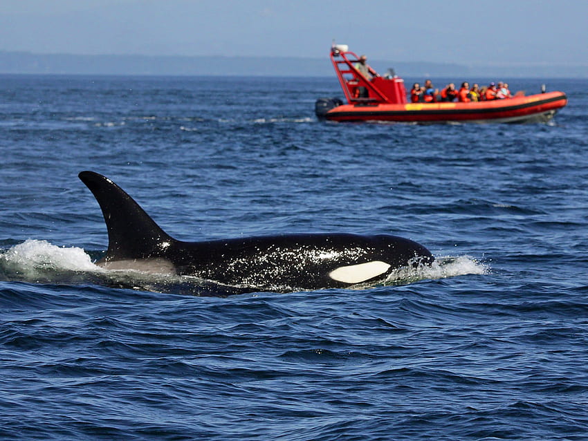 Nelayan Alaska 'diusir' dari Laut Bering oleh gerombolan paus pembunuh Wallpaper HD