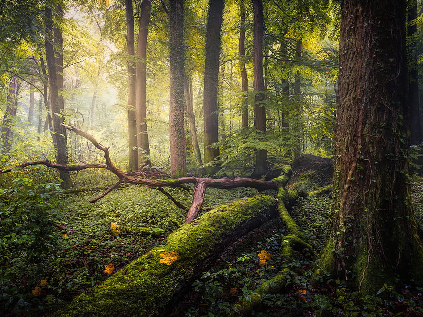 Paisagens da Baviera Alemanha Caídas em outubro Floresta Caída Árvores Verdes Musgo Ultra e Laptop 3840x2400 : 13, bosques famosos papel de parede HD