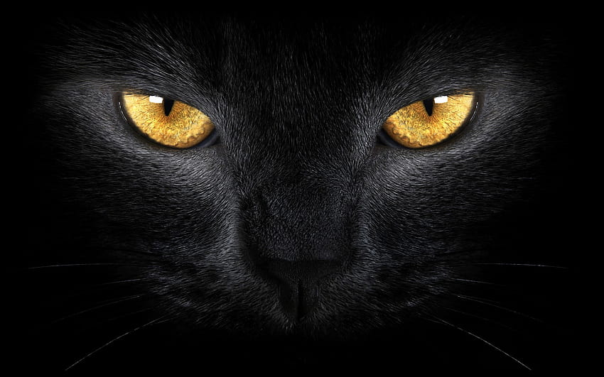 black cat scary eyes HD wallpaper