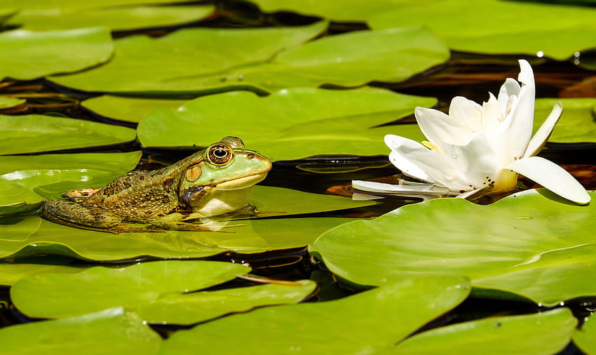 Frog on water lily pad, lily pads HD wallpaper