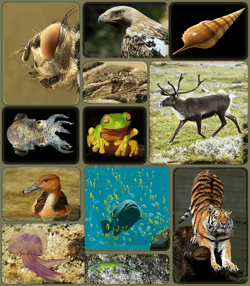 Biodiversità, diversità biologica Sfondo del telefono HD