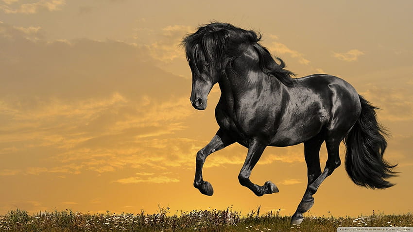 Black Horse Running for Ultra TV [1920x1080] for your , Mobile & Tablet, black wild horses HD wallpaper